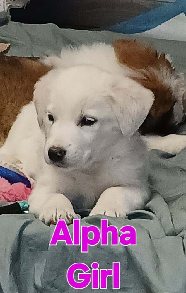 GREEK ALPHABET : ALPHA - Great Pyrenees / Australian Shepherd available for adoption