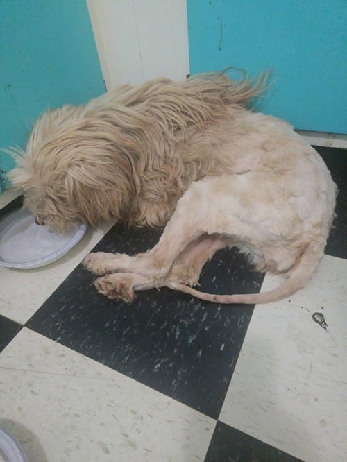 PRECIOUS GIRLS :  BEBE - Golden Retriever available for adoption