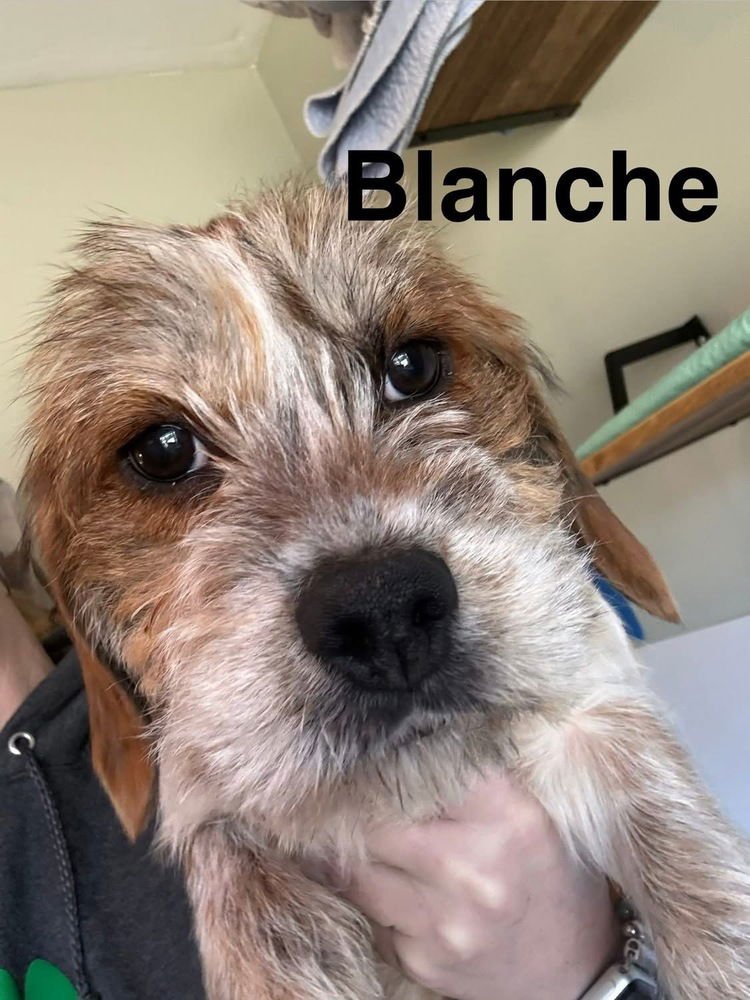 GOLDEN GIRLIES : BLANCHE - Beagle / Yorkshire Terrier Yorkie available for adoption