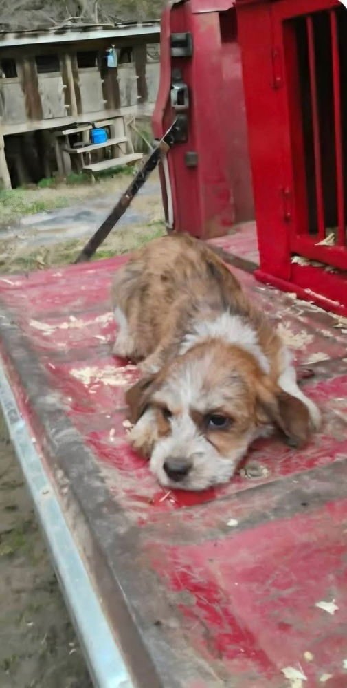 GOLDEN GIRLIES : BLANCHE - Beagle / Yorkshire Terrier Yorkie available for adoption