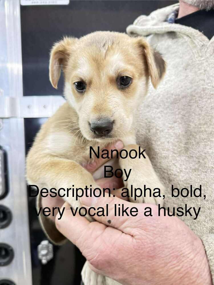 ARTIC PAWS : NANOOK - German Shepherd Dog / Husky available for adoption