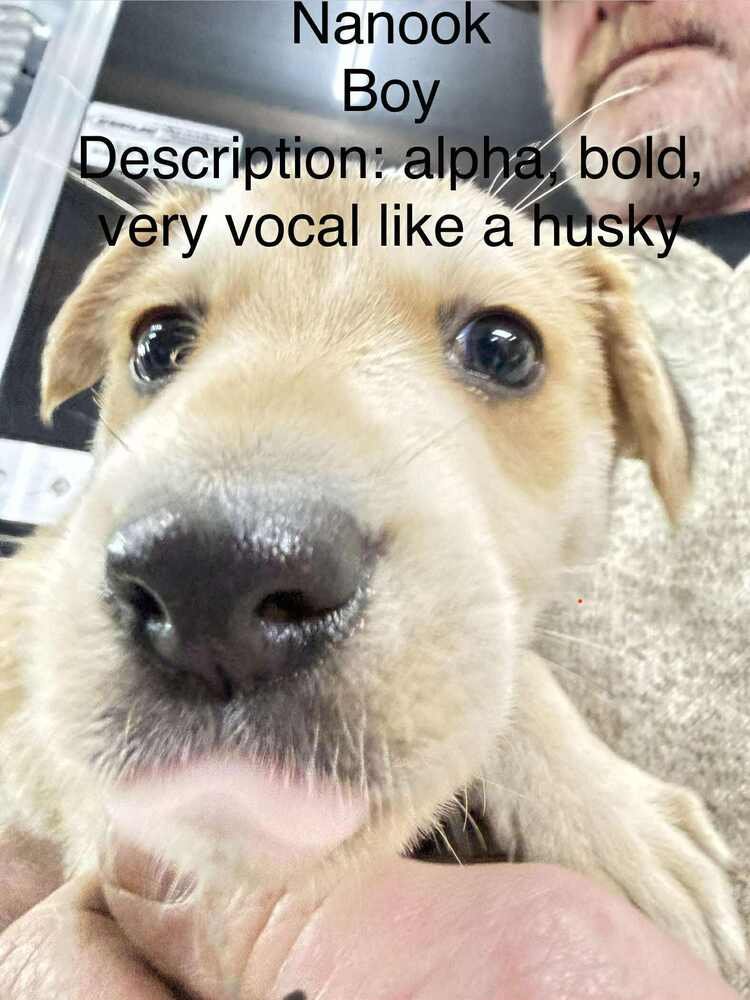 ARTIC PAWS : NANOOK - German Shepherd Dog / Husky available for adoption