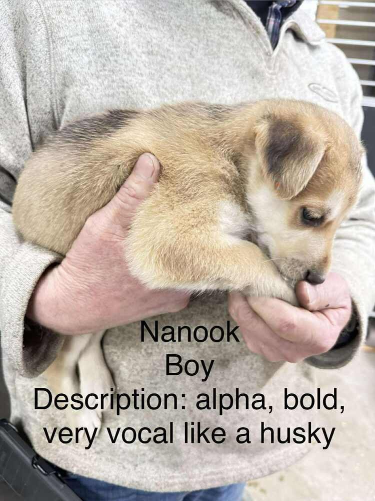Artic Paws : Nanook - Photo 3
