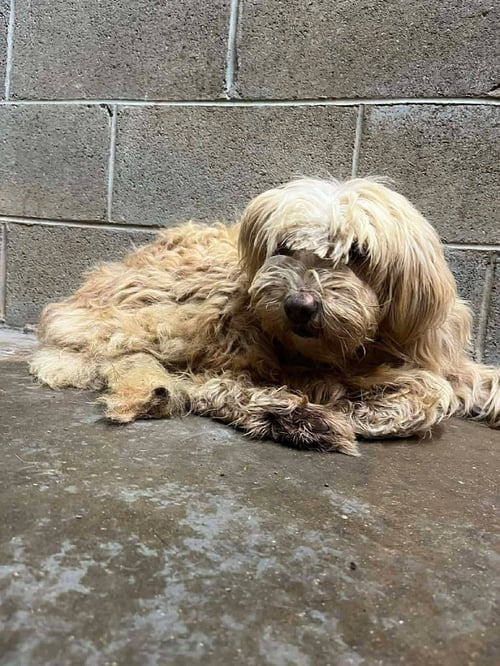 PRECIOUS GIRLS : MEME - Golden Retriever available for adoption