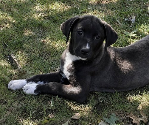 BACK TO SCHOOL : MR. HOLLAND - Labrador Retriever / Siberian Husky available for adoption
