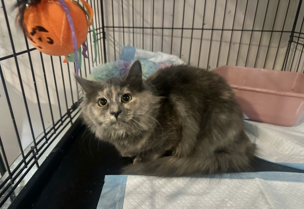 DESIGNER KITTY : GABBANA - Domestic Short Hair available for adoption