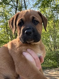 Coco Pups : Colt - Photo 1