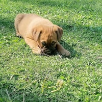 Coco Pups : Colt - Photo 3