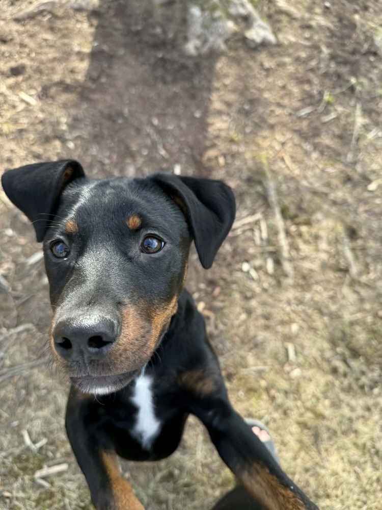 BELLATRIX DAWN - Rottweiler available for adoption