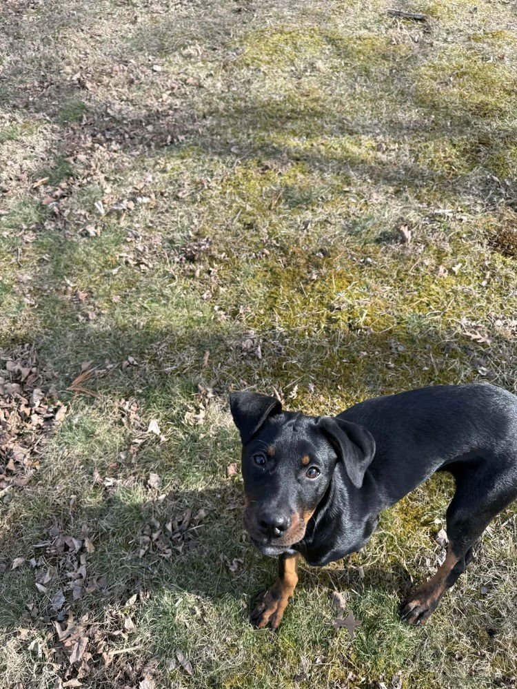 BELLATRIX DAWN - Rottweiler available for adoption