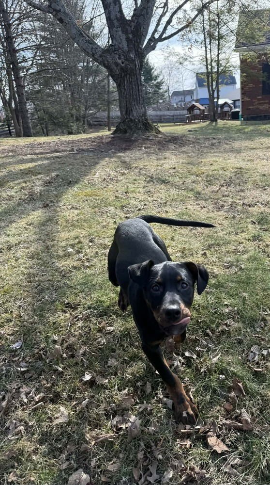 Bellatrix Dawn - Photo 3