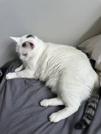 Flabby Gabby - Photo 3