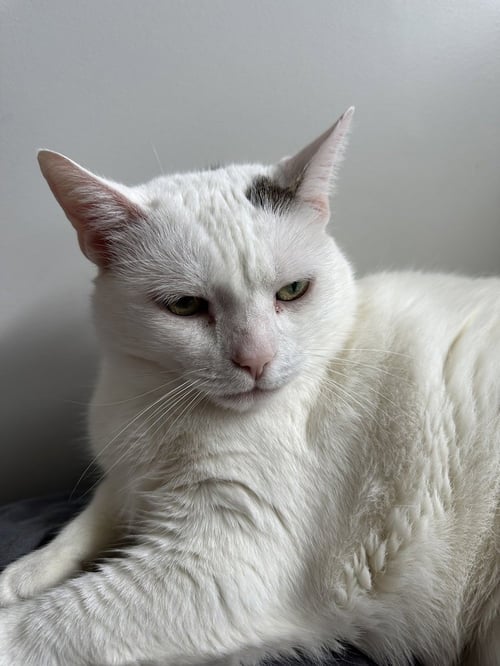 FLABBY GABBY - Domestic Short Hair available for adoption