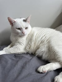 Flabby Gabby - Photo 1