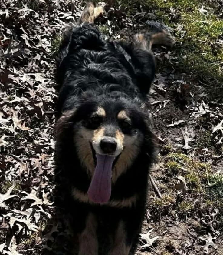 ROSALIE - Australian Shepherd available for adoption