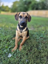 Ma Dawgs : Max - Photo 3