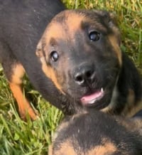 Ma Dawgs : Max - Photo 4