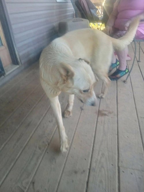 MAMA RUBY - Golden Retriever / German Shepherd Dog available for adoption