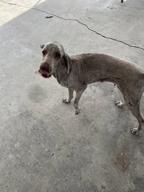 CD : AVERY - Labrador Retriever available for adoption