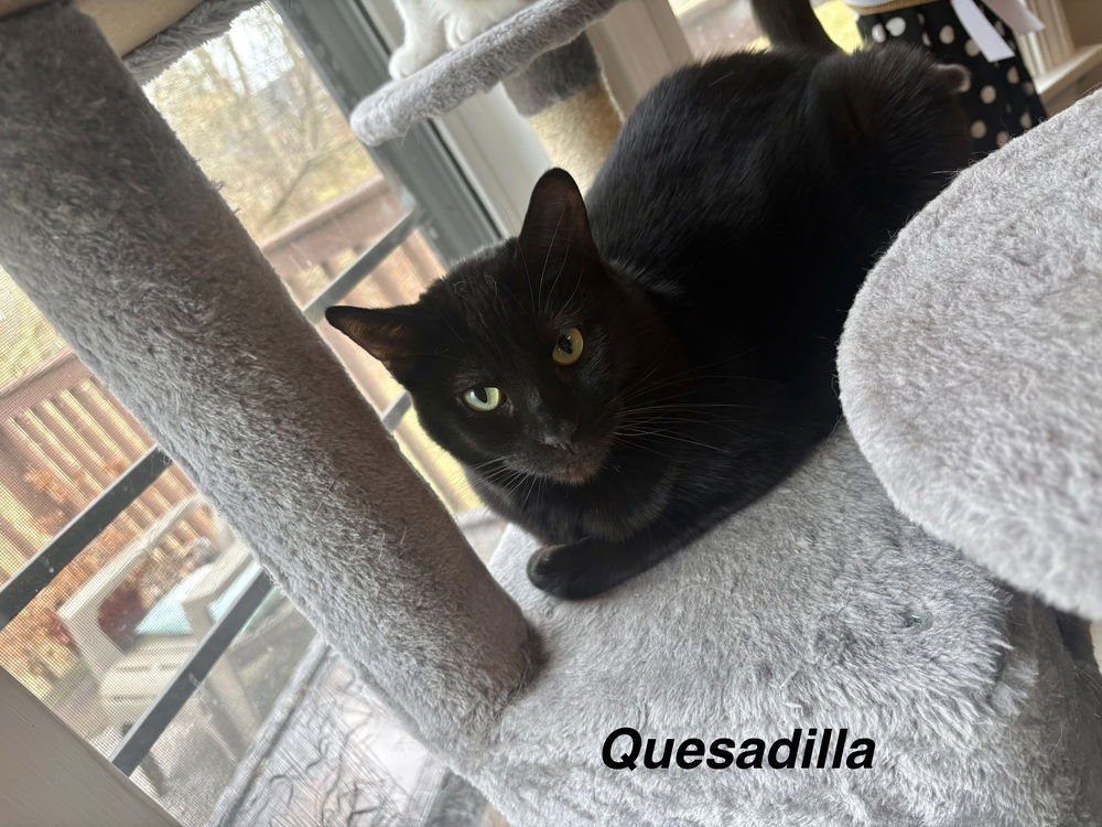 AP : QUESADILLA - Domestic Short Hair available for adoption