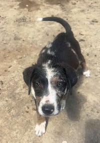 BRE Paws : Brennan - Photo 1