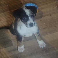 BRE Paws : Brennan - Photo 2