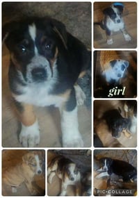 BRE Paws : Brennan - Photo 4