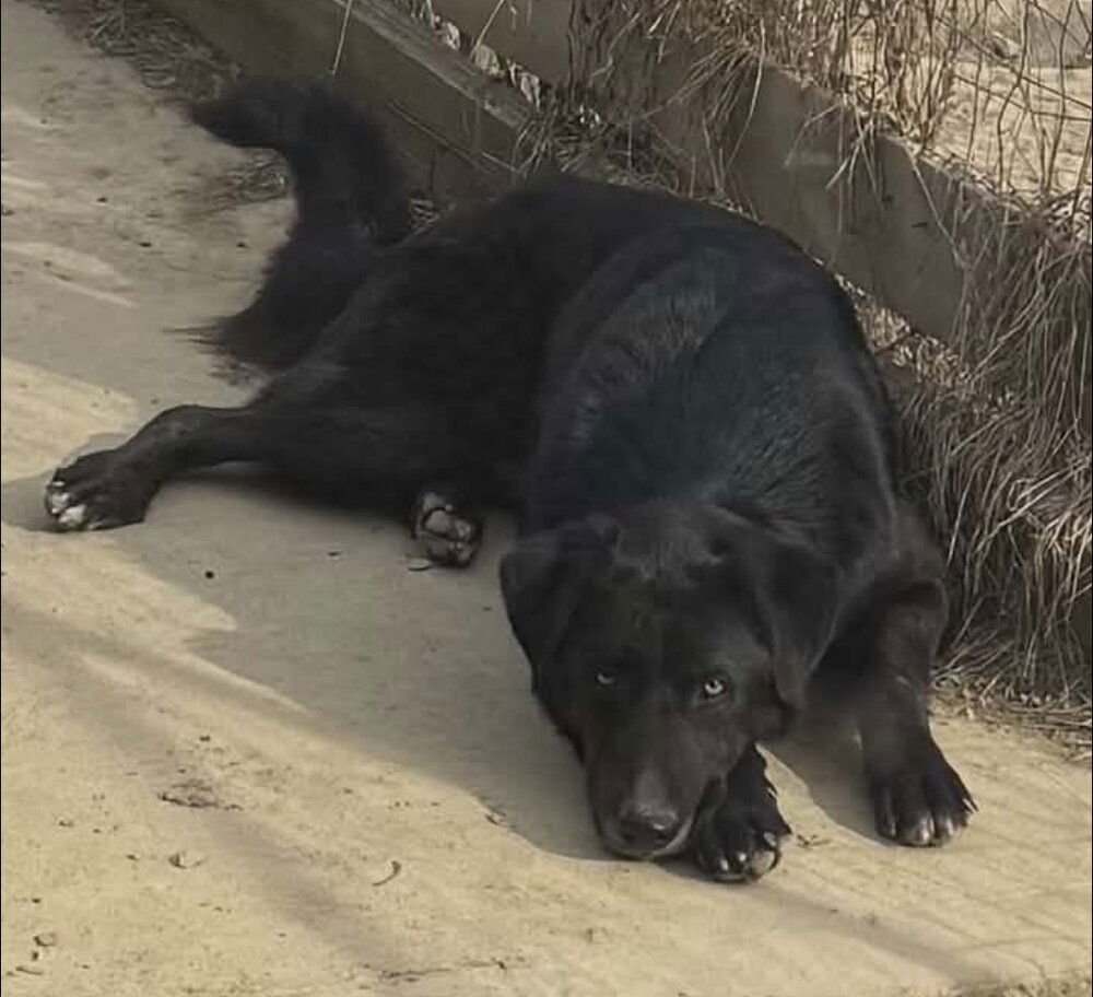 CD : HANK - Labrador Retriever / German Shepherd Dog available for adoption