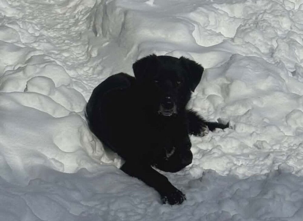 CD : HANK - Labrador Retriever / German Shepherd Dog available for adoption