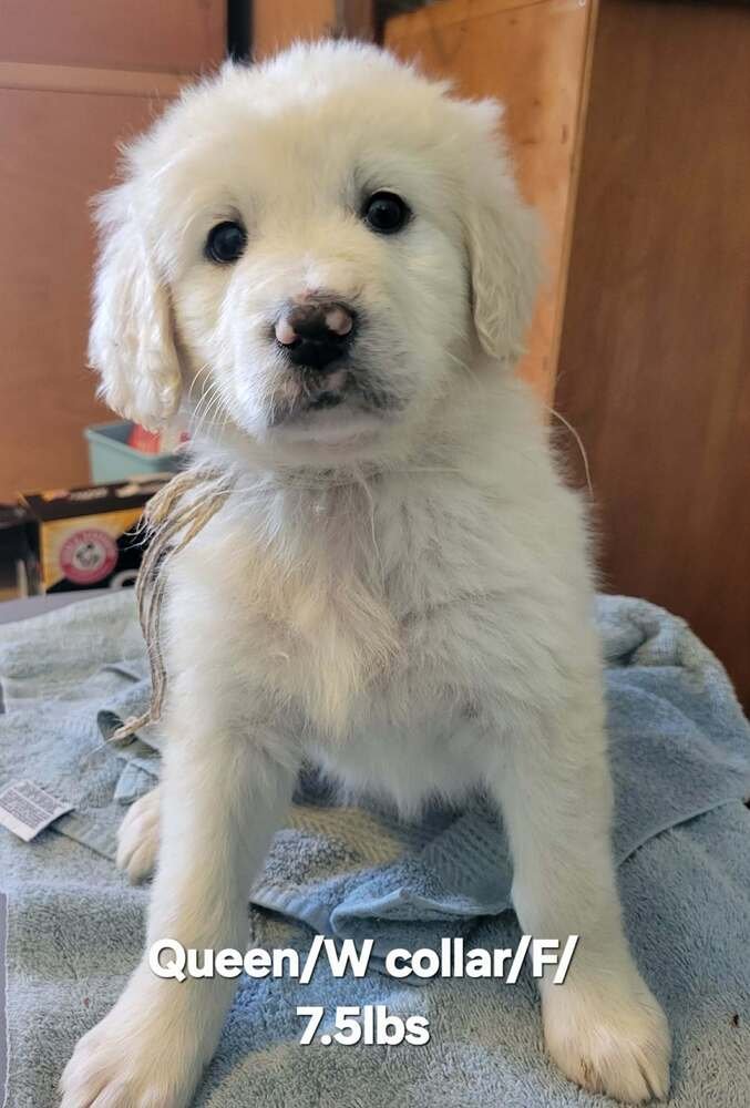 LOONEY TUNES : QUEEN - Great Pyrenees available for adoption