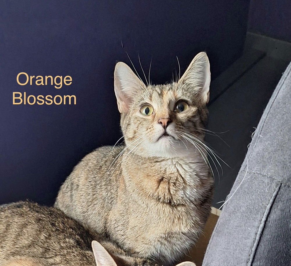 SS KITTIES : ORANGE BLOSSOM - Domestic Short Hair available for adoption