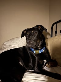 Cooper Boy - Photo 1