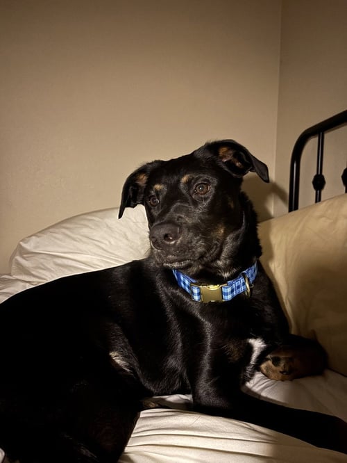 COOPER BOY - German Shepherd Dog / Rottweiler available for adoption