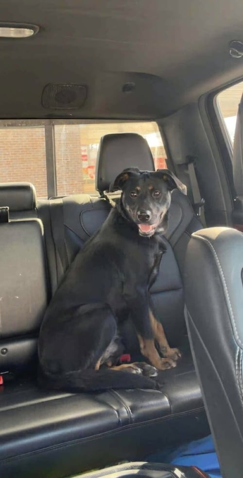 COOPER BOY - German Shepherd Dog / Rottweiler available for adoption