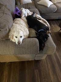 Cooper Boy - Photo 3