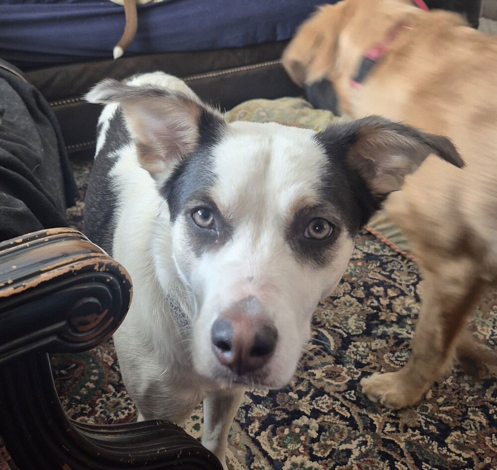 KH WILLOW - Siberian Husky / Hound available for adoption