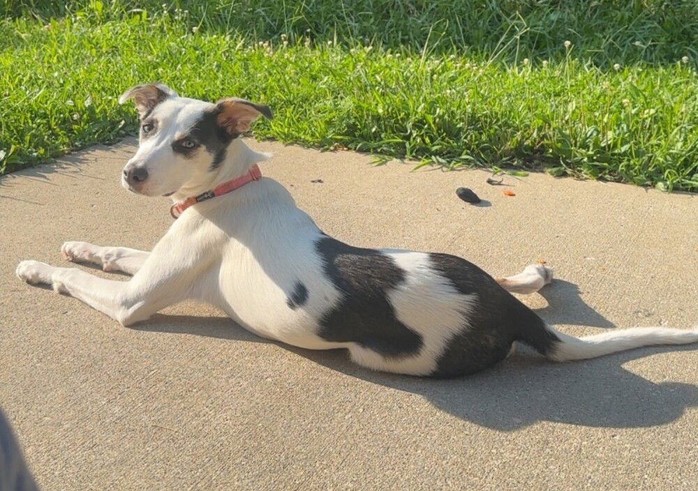 KH WILLOW - Siberian Husky / Hound available for adoption