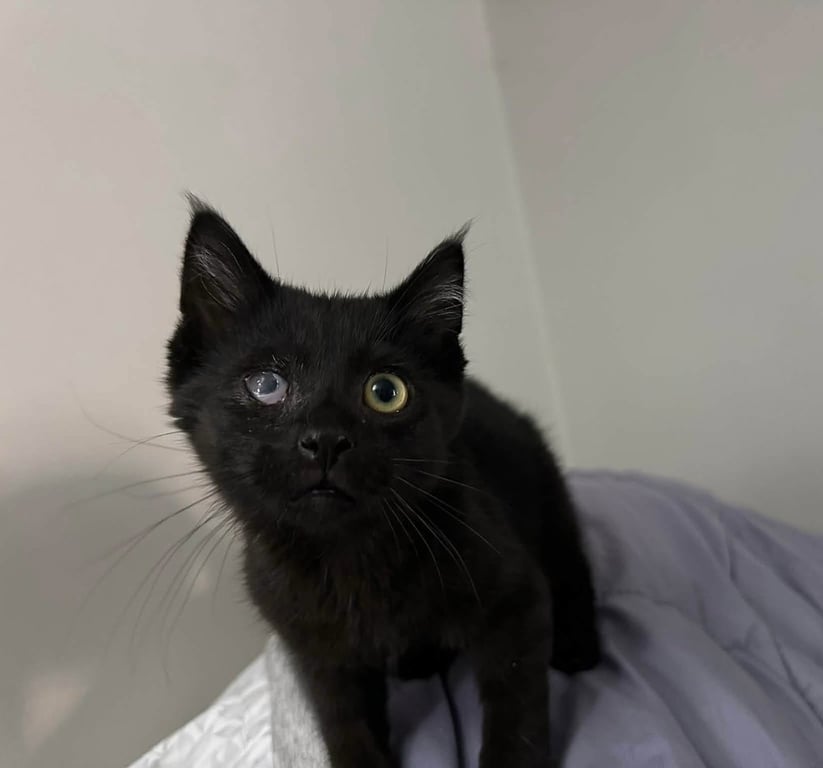 Newby Cats : Shaka Image