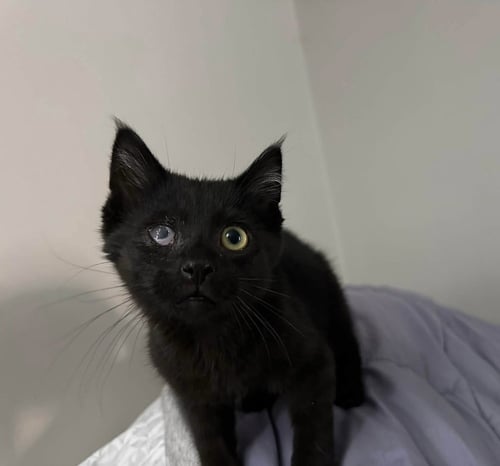 NEWBY CATS : SHAKA - Domestic Short Hair available for adoption