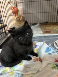 Newby Cats : Shaka - Photo 2
