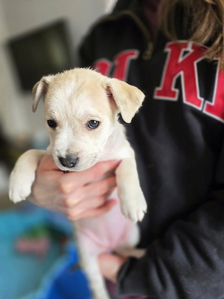 LADYBIRDS : SAMMIE - Catahoula Leopard Dog / Australian Shepherd available for adoption