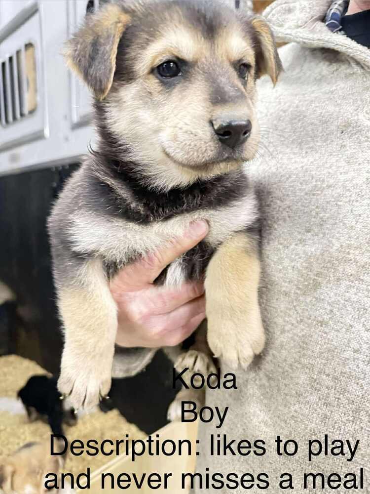 ARTIC PAWS : KODA - German Shepherd Dog / Husky available for adoption