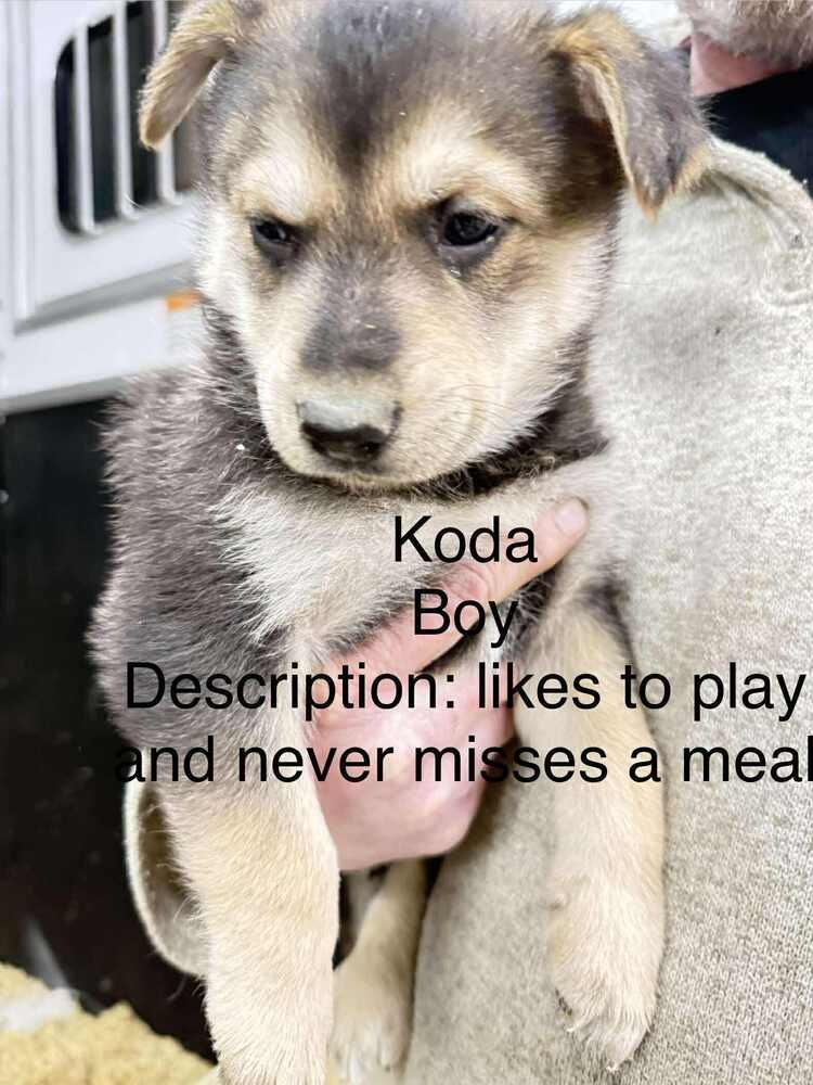 Artic Paws : Koda - Photo 3
