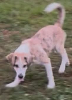 ANGEL DOLL - Catahoula Leopard Dog / Golden Retriever available for adoption