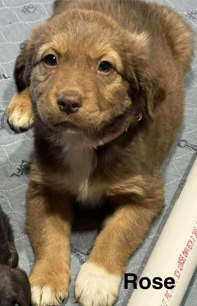 PUPPY LOVE : ROSE - Australian Shepherd / Rottweiler available for adoption