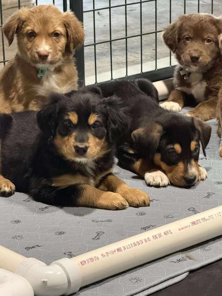 Puppy Love : Rose - Photo 3