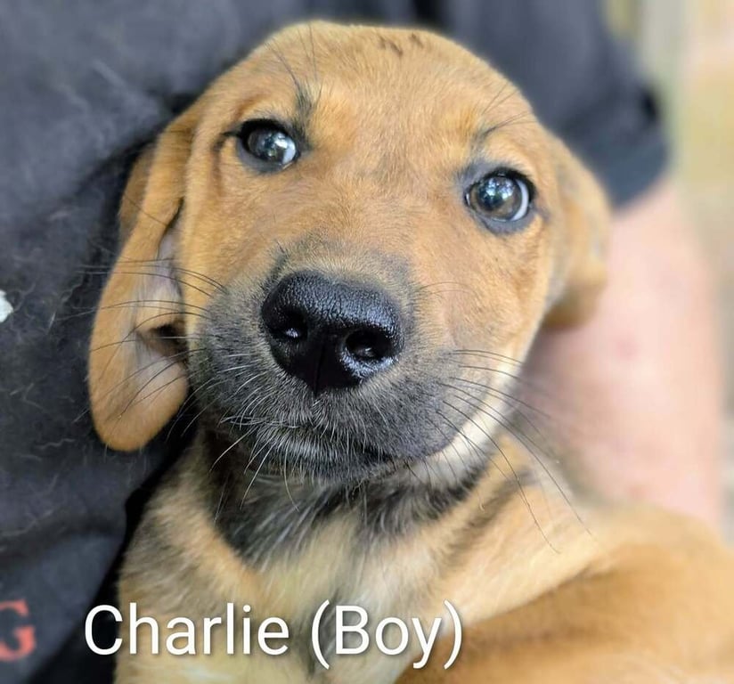 LLP Trixie : Charlie Image