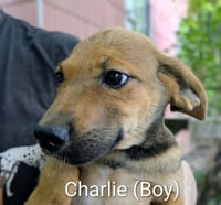 LLP Trixie : Charlie - Photo 2