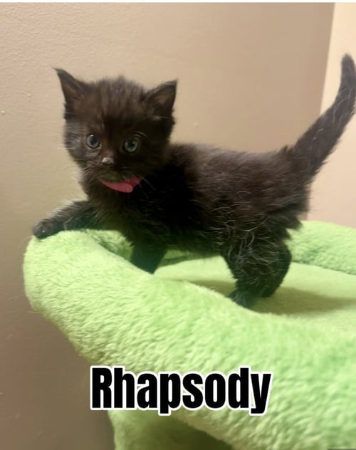 MELODY CATS : RHAPSODY - Domestic Short Hair available for adoption