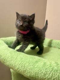 Melody cats : Rhapsody - Photo 2